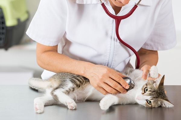 Tips Membuat Lingkungan Rumah Nyaman bagi Hewan Peliharaan